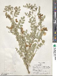 Colutea arborescens image