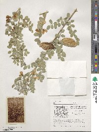 Colutea arborescens image