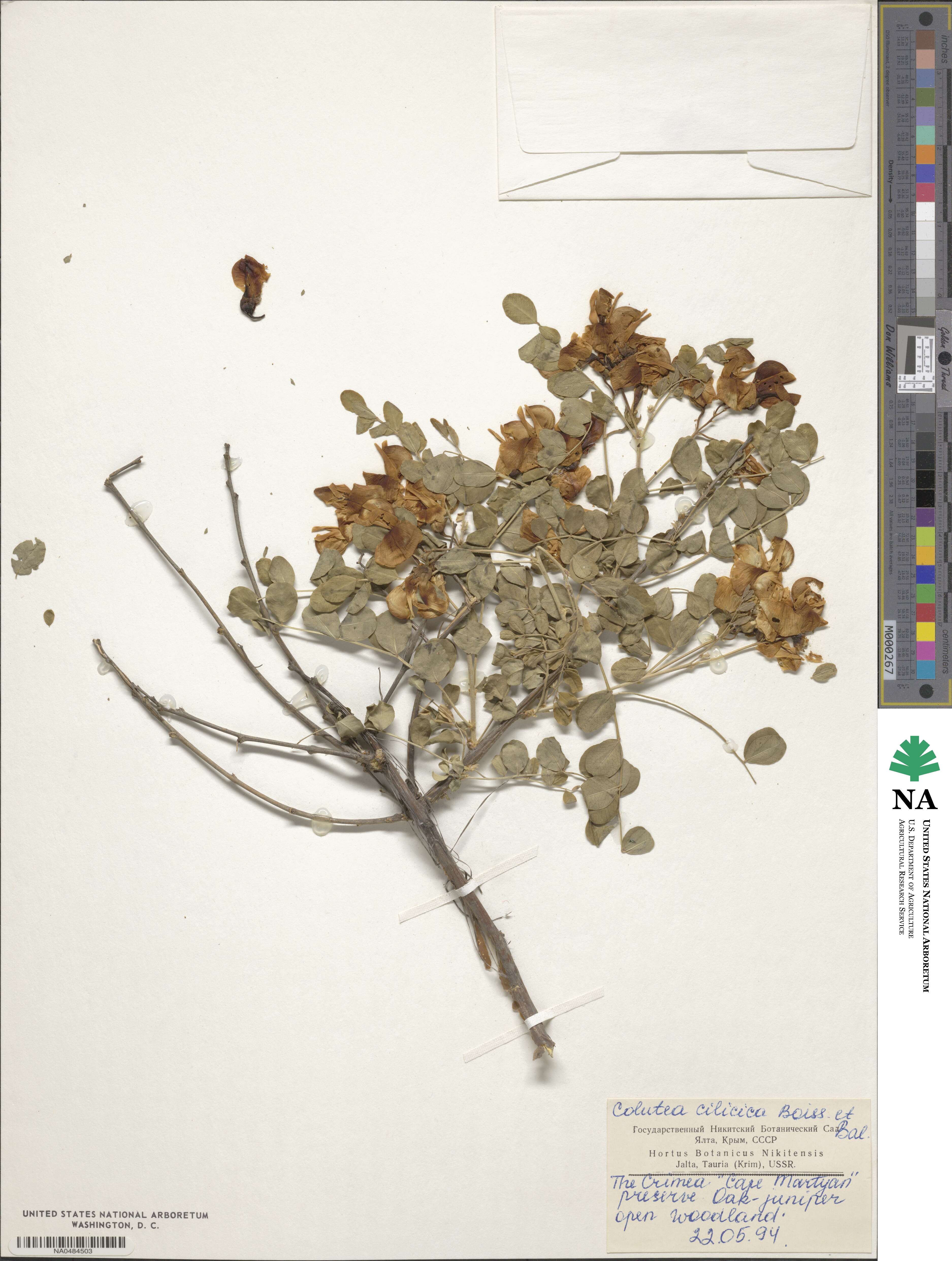 Colutea cilicica image