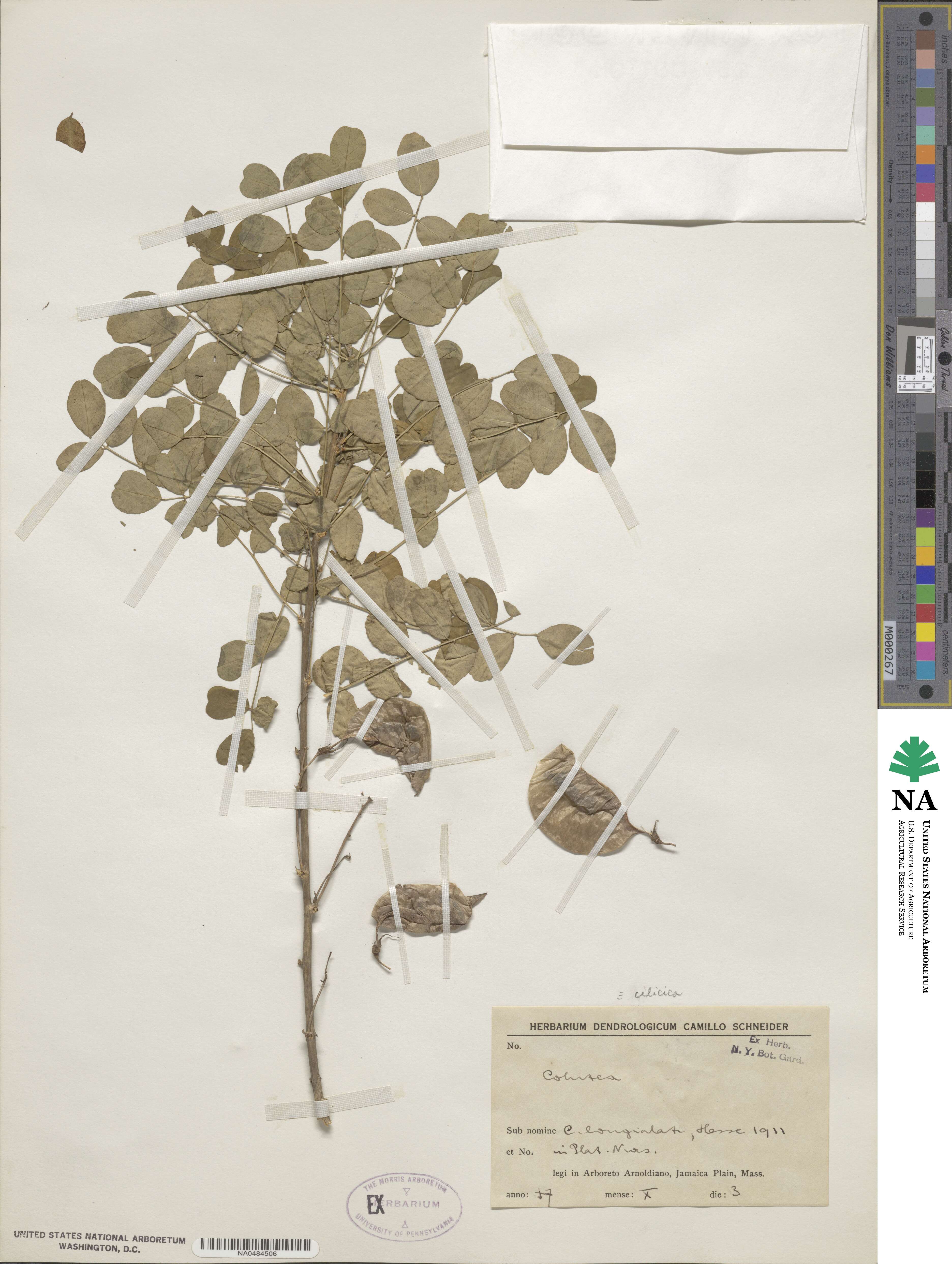 Colutea cilicica image