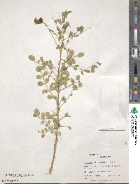 Colutea persica image