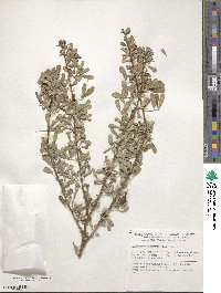 Caragana halodendron image