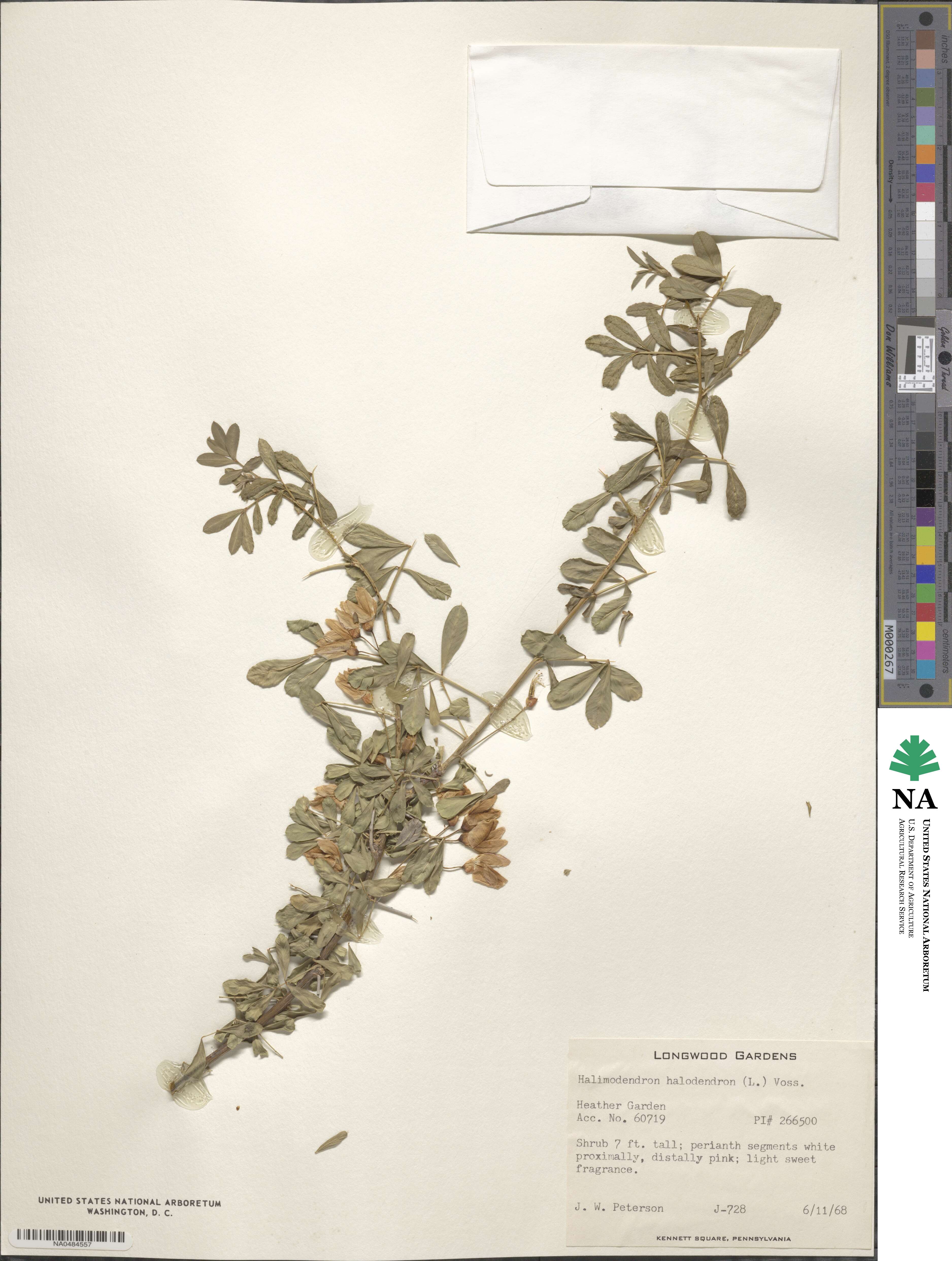 Caragana halodendron image