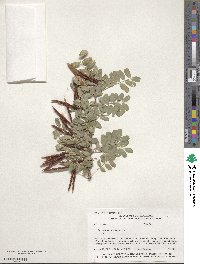 Caragana arborescens image