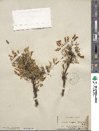 Caragana arborescens image