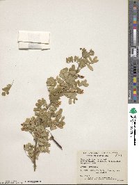 Caragana arborescens image