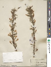 Caragana microphylla image