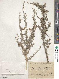 Caragana grandiflora image