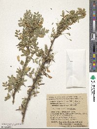 Caragana arborescens image