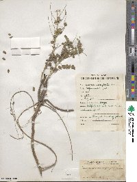 Caragana microphylla image