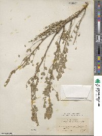 Caragana microphylla image