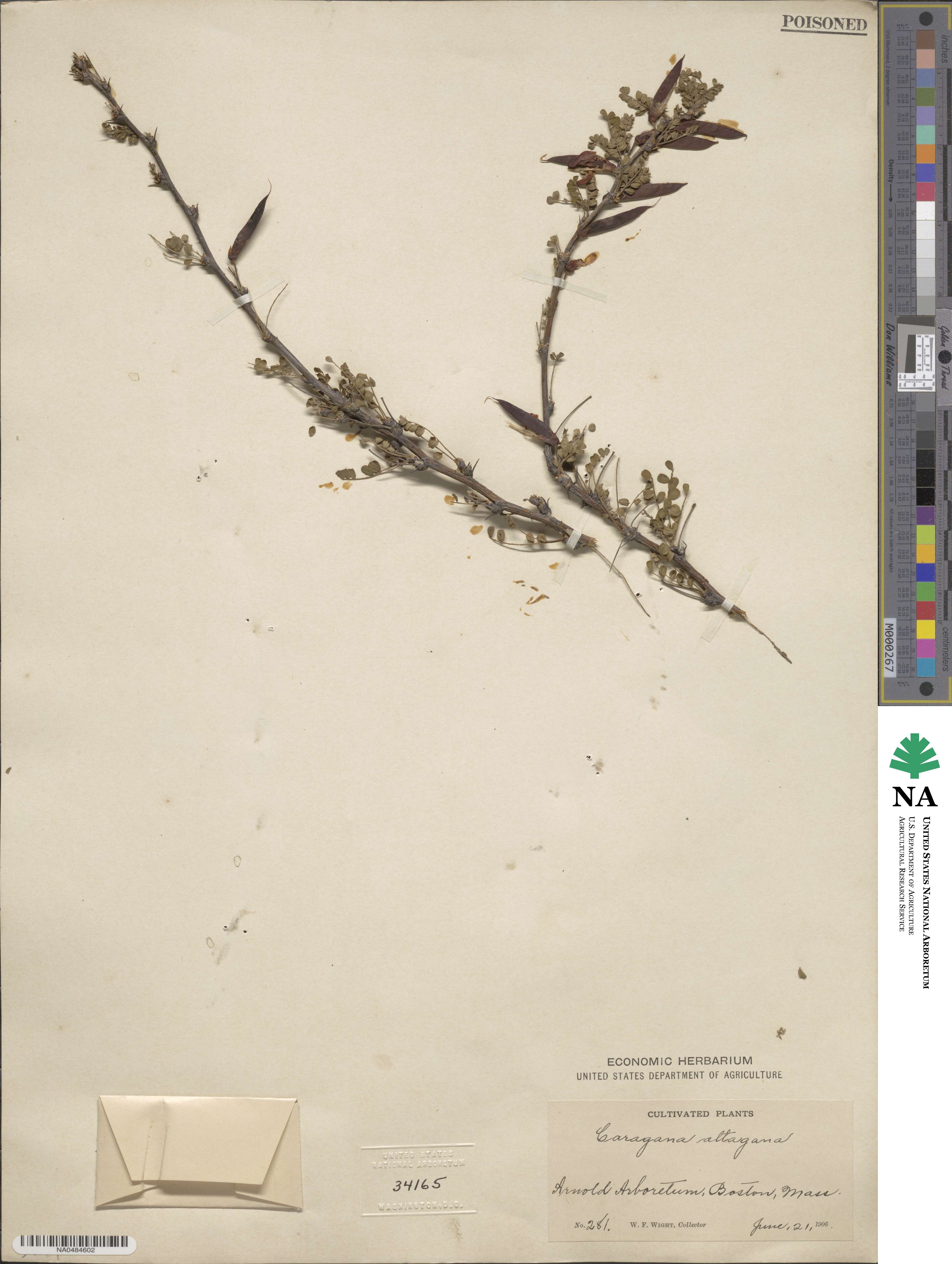 Caragana arborescens image