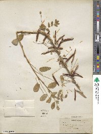 Caragana arborescens image