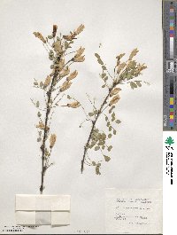 Caragana arborescens image