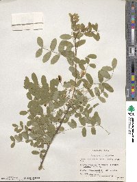 Caragana arborescens image