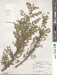 Caragana arborescens image