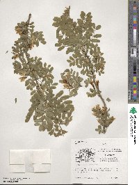 Caragana arborescens image