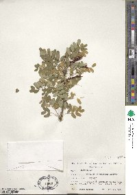 Caragana arborescens image