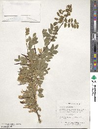 Caragana arborescens image