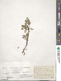 Caragana arborescens image