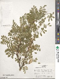 Caragana arborescens image