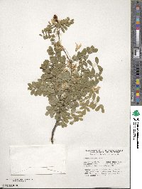 Caragana arborescens image