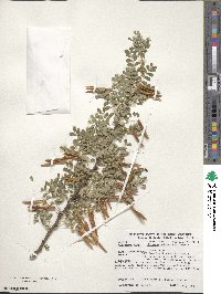 Caragana arborescens image