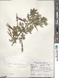 Caragana arborescens image