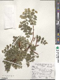 Caragana arborescens image