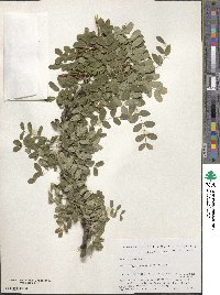 Caragana arborescens image