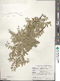 Caragana arborescens image