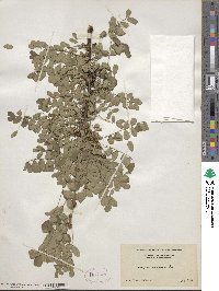 Caragana arborescens image