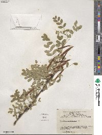 Caragana arborescens image