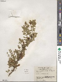 Caragana arborescens image