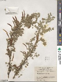 Caragana arborescens image