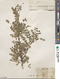 Caragana arborescens image