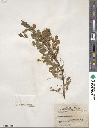 Caragana arborescens image