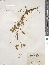 Caragana arborescens image