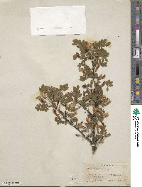 Caragana arborescens image