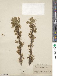 Caragana arborescens image