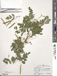 Caragana arborescens image