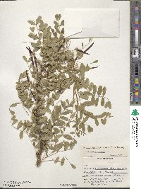 Caragana arborescens image