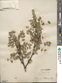 Caragana arborescens image