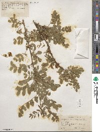 Caragana arborescens image