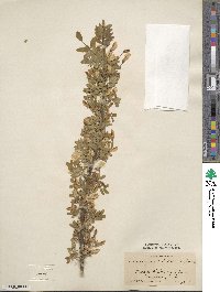 Caragana arborescens image