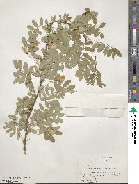 Caragana arborescens image