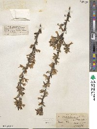 Caragana arborescens image