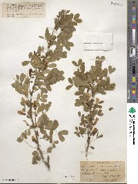 Caragana arborescens image