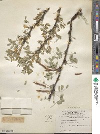 Caragana arborescens image