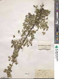 Caragana arborescens image